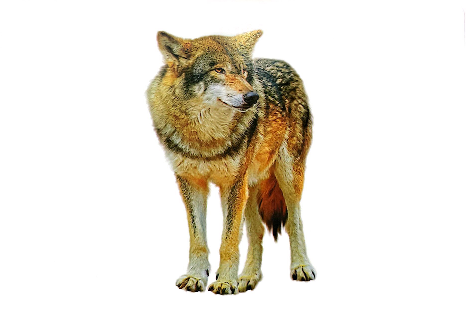 flash card tiếng anh - wild animals (động vật hoang dã) (tái bản 2023) - Ảnh 5