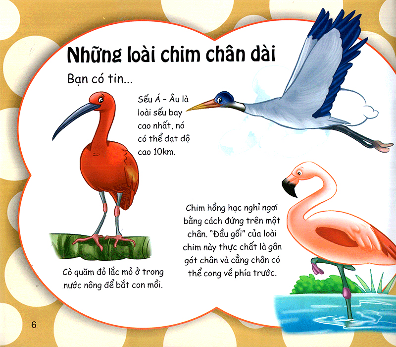 những điều kỳ thú - thú vị các loài chim - Ảnh 7