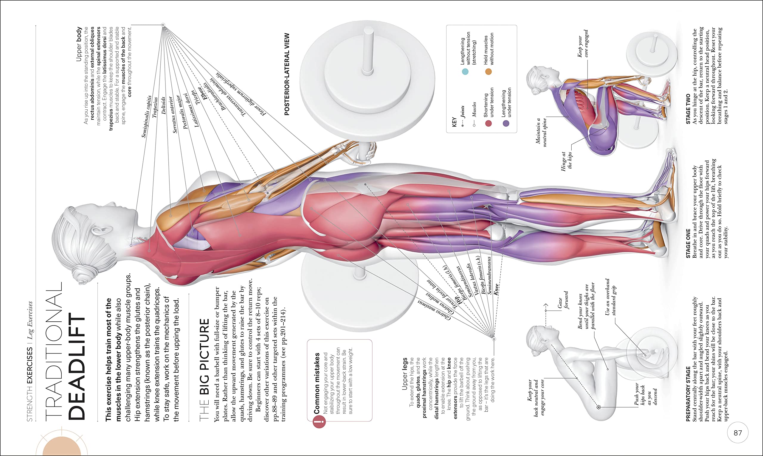 science of strength training: understand the anatomy and physiology to transform your body - Ảnh 6