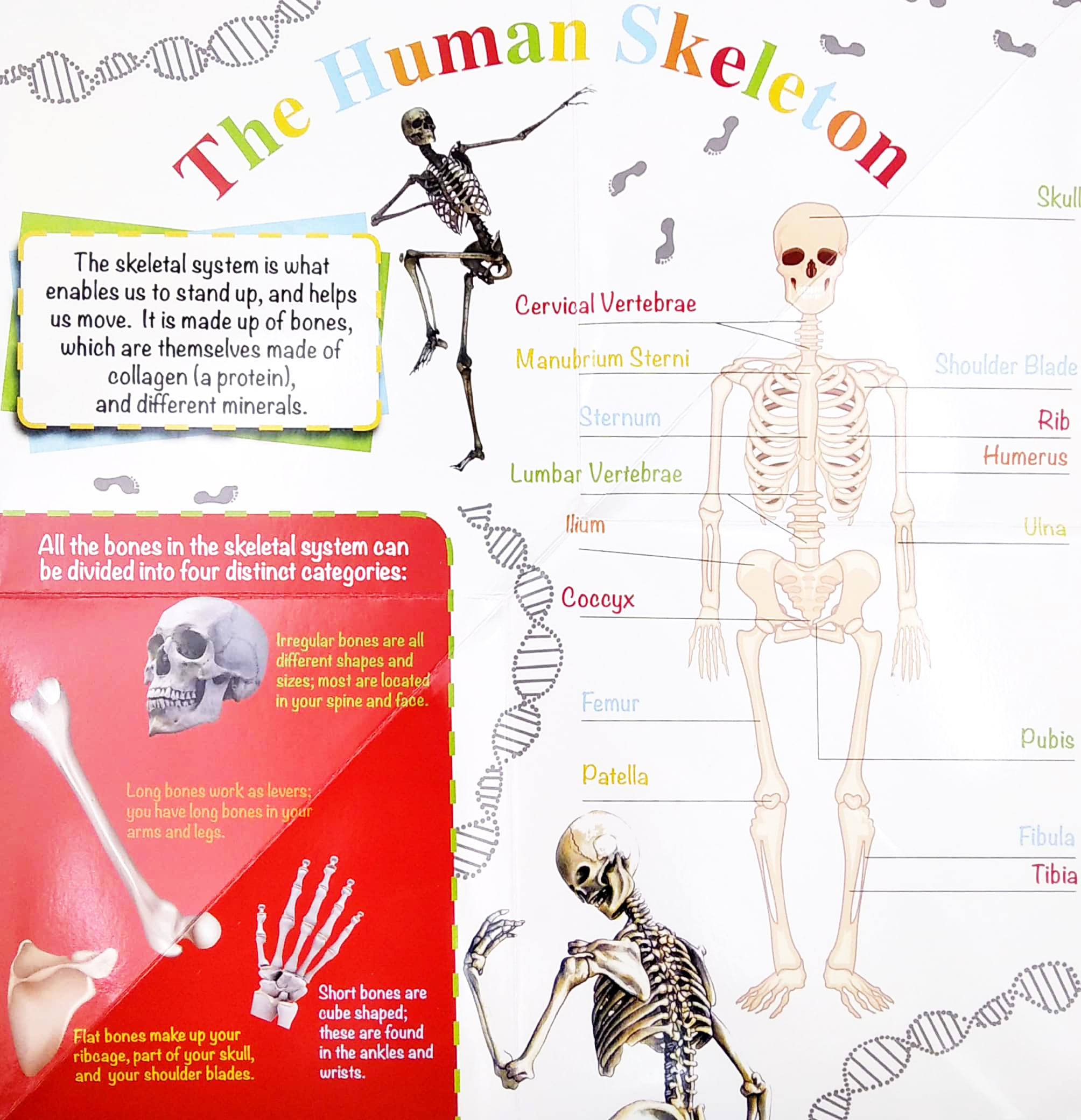 wonder of learning - my fold-out book of the human body - Ảnh 3