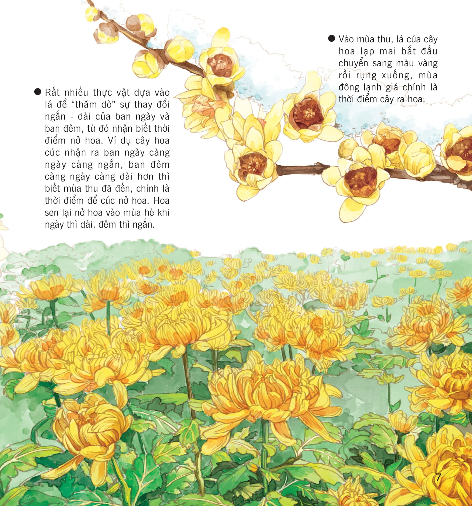 wow, thì ra là thế! - bí mật nhỏ của thực vật - Ảnh 15